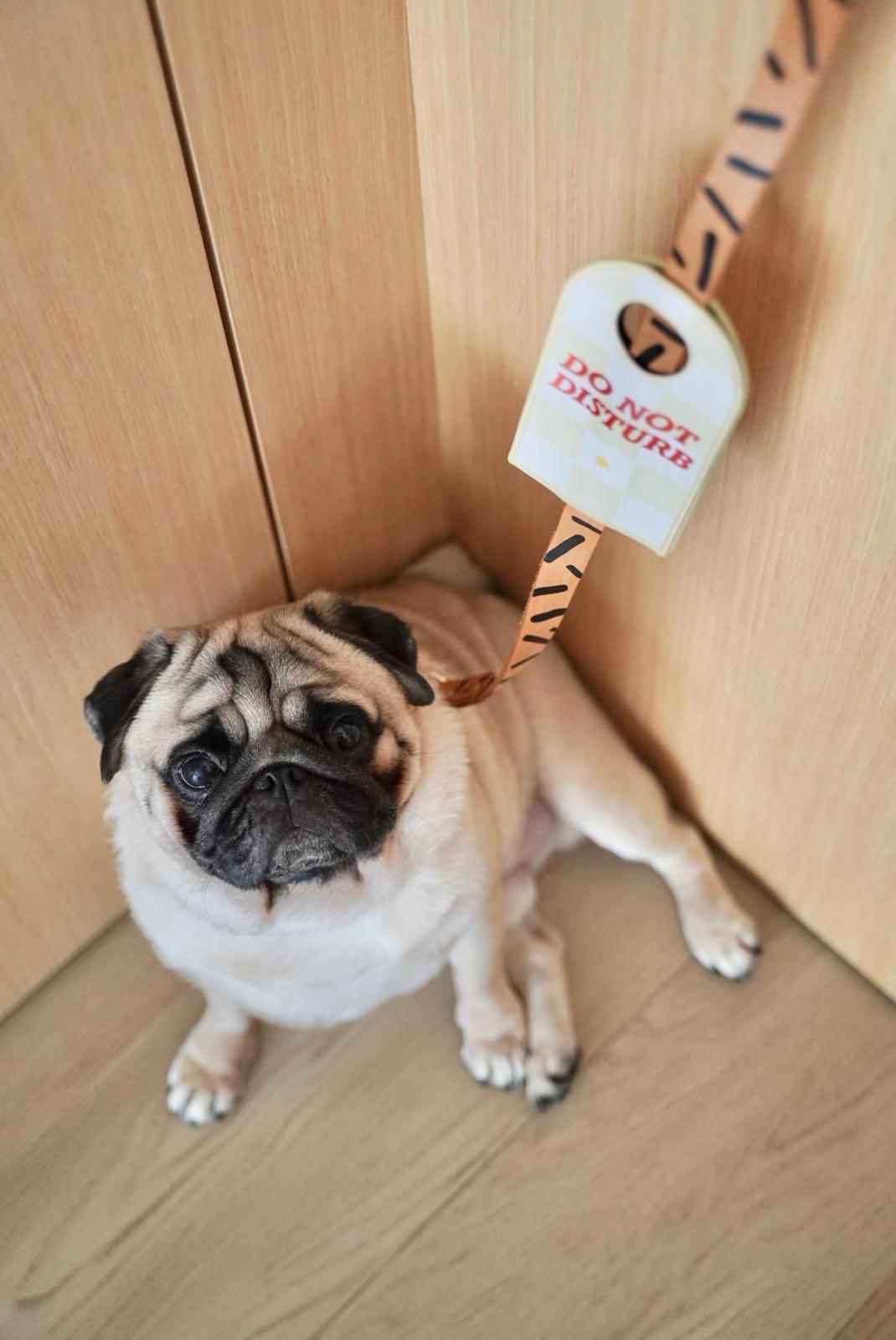 Patches for Anxious, Reactive & Foster Dogs | Our Story